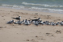 Sandy bay walk – one good tern deserves another