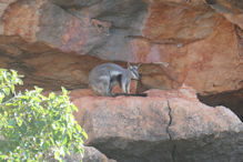 Yardie Creek – Wallaby (cute)