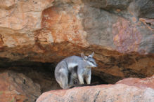 Yardie Creek – Wallaby (cute)