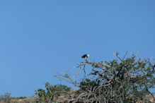 Yardie Creek – Osprey