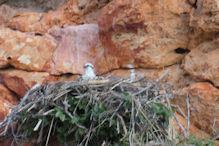 Yardie Creek – Osprey on nest