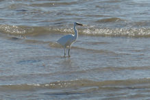 Yardie Creek – white heron at ocean side