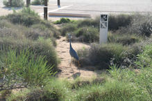 Yardie Creek – blue heron