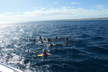 Whaleshark swim tour