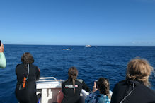 Whaleshark swim tour as a bonus we saw some whales