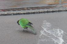 Margaret River – Purple crowned lorikeet