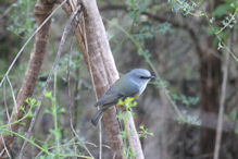 Margaret River – Western Yellow Robin