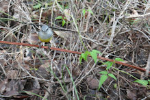 Margaret River – Western Yellow Robin