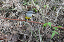 Margaret River – Western Yellow Robin