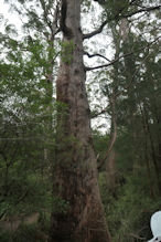 The Valley of the Giants tree top and ground level walk 