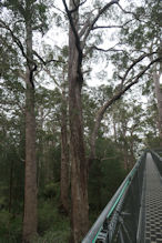 The Valley of the Giants tree top and ground level walk 