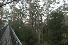 The Valley of the Giants tree top and ground level walk 