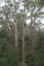 The Valley of the Giants tree top and ground level walk 