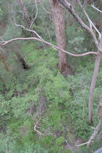 The Valley of the Giants tree top and ground level walk 