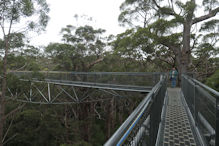 The Valley of the Giants tree top and ground level walk 