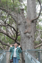 The Valley of the Giants tree top and ground level walk 