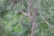 The Valley of the Giants tree top and ground level walk 