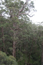 The Valley of the Giants tree top and ground level walk 