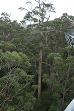 The Valley of the Giants tree top and ground level walk 