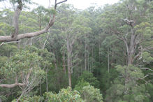 The Valley of the Giants tree top and ground level walk 