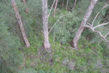 The Valley of the Giants tree top and ground level walk 