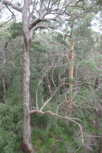 The Valley of the Giants tree top and ground level walk 