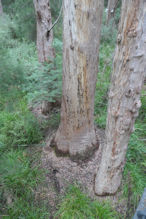 The Valley of the Giants tree top and ground level walk 