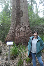 The Valley of the Giants tree top and ground level walk 