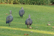 Fat ibises on the lawn of our Johannesburg Hotel