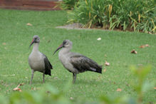Fat ibises on the lawn of our Johannesburg Hotel