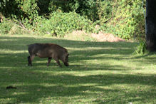 Warthog browsing the lawns of our hotel