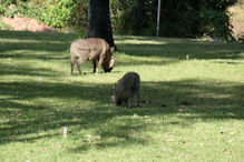 Warthog browsing the lawns of our hotel