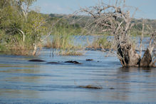 Sunset cruise on the Zambezi