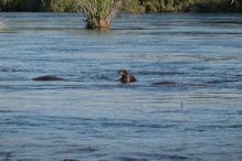 Sunset cruise on the Zambezi