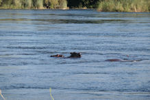 Sunset cruise on the Zambezi