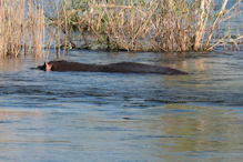 Sunset cruise on the Zambezi