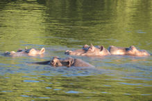 Sunset cruise on the Zambezi