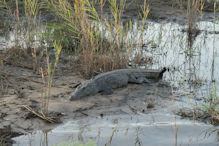 Sunset cruise on the Zambezi