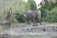 Sunset cruise on the Zambezi