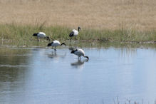 Ibis in pond near main building