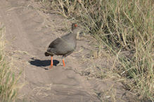 red-billed spurfowl