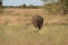 Walking with rhinoceros