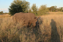 Walking with rhinoceros