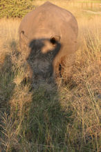 Walking with rhinoceros my shadow