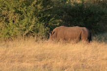 Walking with rhinoceros