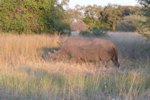 Walking with rhinoceros