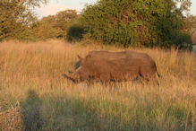 Walking with rhinoceros