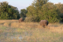 Walking with rhinoceros