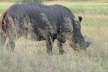 Walking with rhinoceros