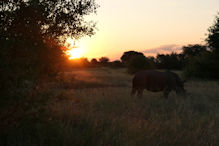 Walking with rhinoceros